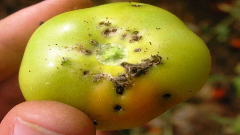 traca do tomate volta a causar danos na safra 2022 1