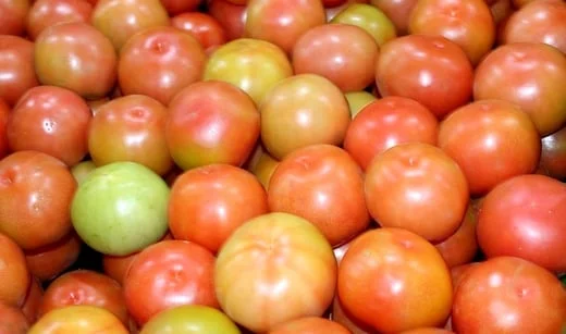 Um velho conhecido dos produtores, a mariposa do tomate mais uma vez causa... 3 um velho conhecido dos produtores a mariposa do tomate mais uma vez causa