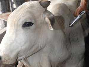 Vacinação contra a febre aftosa começa na próxima terça-feira (11/1) em Minas