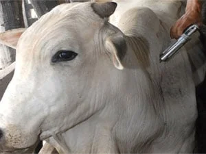 vacinacao contra a febre aftosa comeca na proxima terca feira 11 1 em minas