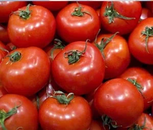 Velho conhecido dos produtores, a mariposa do tomate volta a causar estragos... 2 velho conhecido dos produtores a mariposa do tomate volta a causar estragos