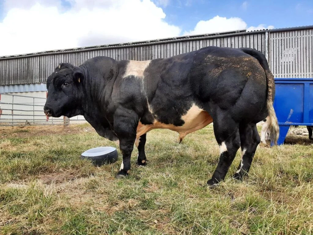 Vídeo: novilho de 1.300 kg teve 70% de rendimento de carcaça 27 video novilho de 1 300 kg teve 70 de rendimento de carcaca