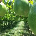 Vírus impõe novo sistema de manejo do maracujá 7 virus impoe novo sistema de manejo do maracuja 2