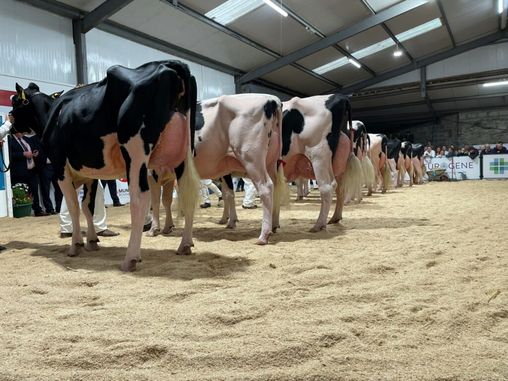 Wexford reivindica o título de campeão supremo 17 wexford reivindica o titulo de campeao supremo 1