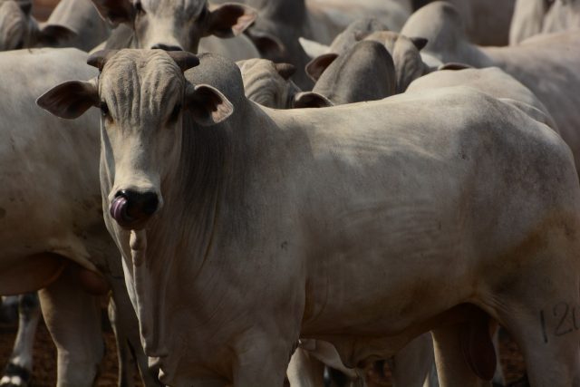 Abate de bovinos cresce 112 no terceiro trimestre