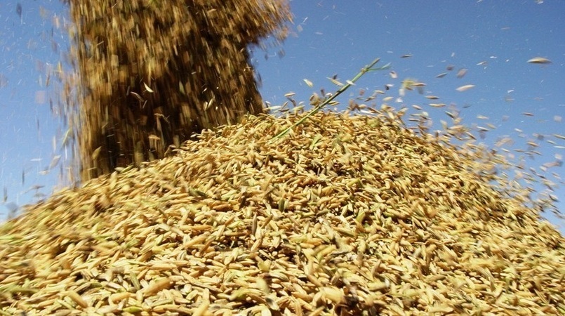 Arroz tem precos firmes neste inicio de novembro