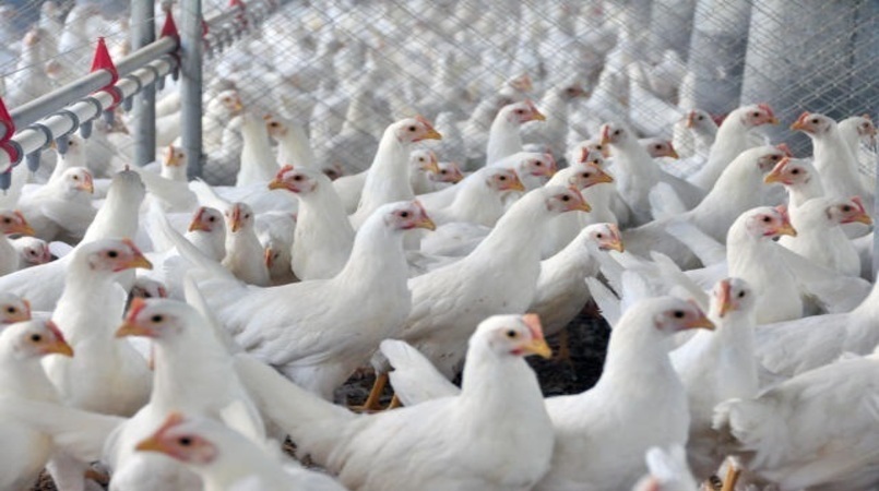 Demanda interna aquecida eleva precos do frango mas exportacoes recuam