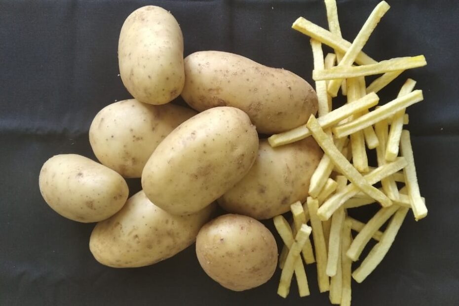 Embrapa vai lancar nova cultivar de batata em Cerro Largo