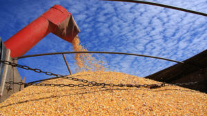 Exportacoes brasileiras de milho estao em rimo intenso