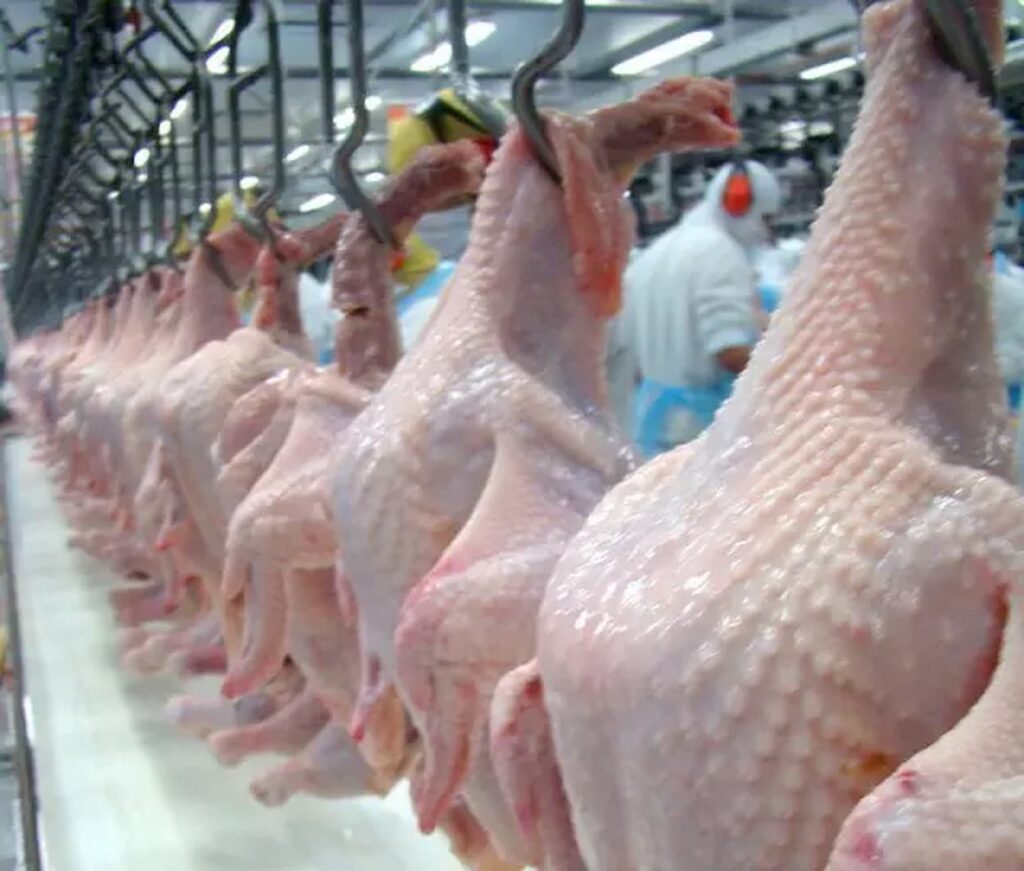 Frango carne recua e ganha competitividade