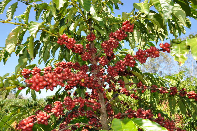 Precos do cafe robusta reagem no mercado a vista