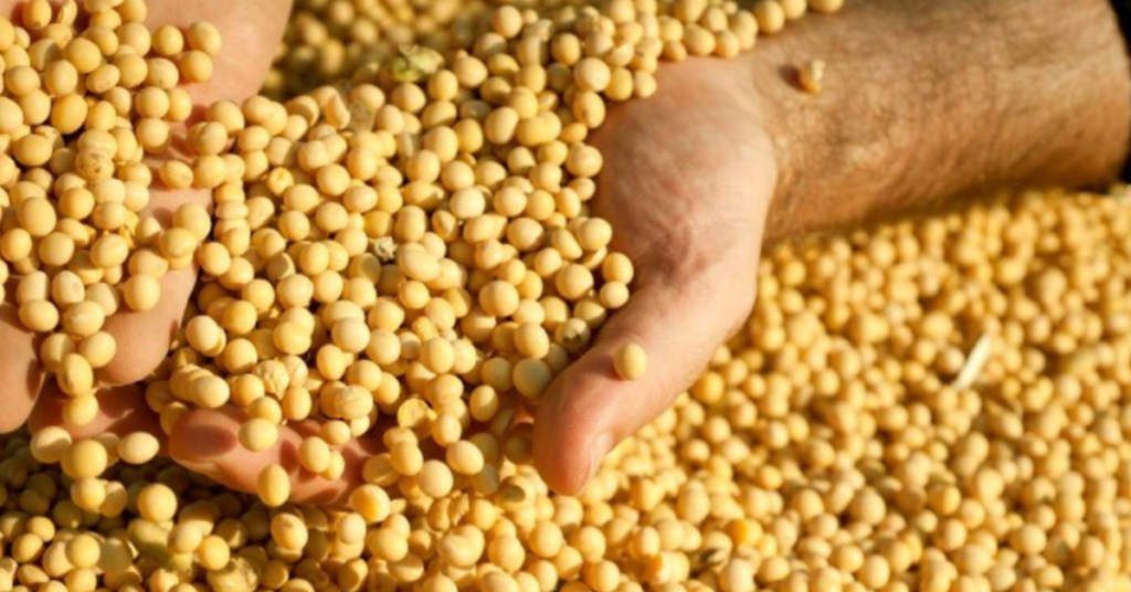 Agricultura sustentável de soja 