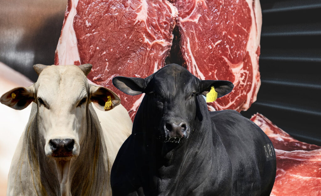 Saiba onde e como a carne bovina brasileira é produzida