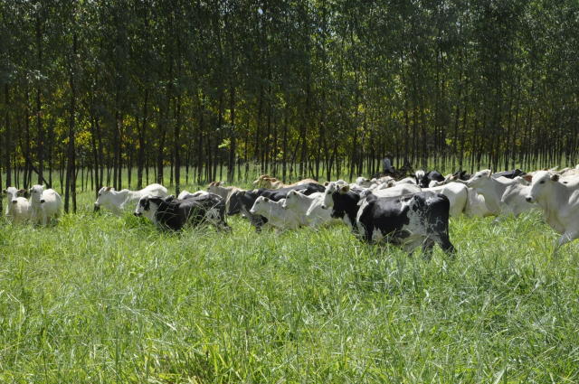 Sombra no pasto aumenta a produtividade do gado