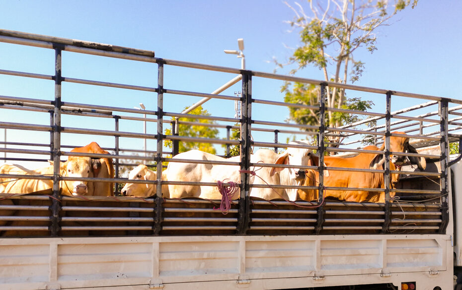 transporte de gado