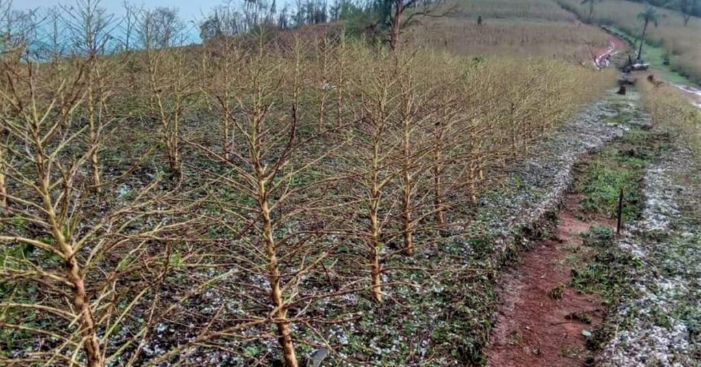 Vendavais e chuvas de granizo impactam lavouras em Minas Gerais