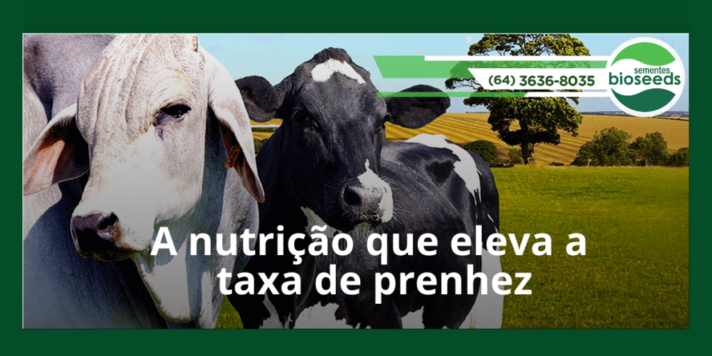 a nutricao que eleva a taxa de prenhez 1