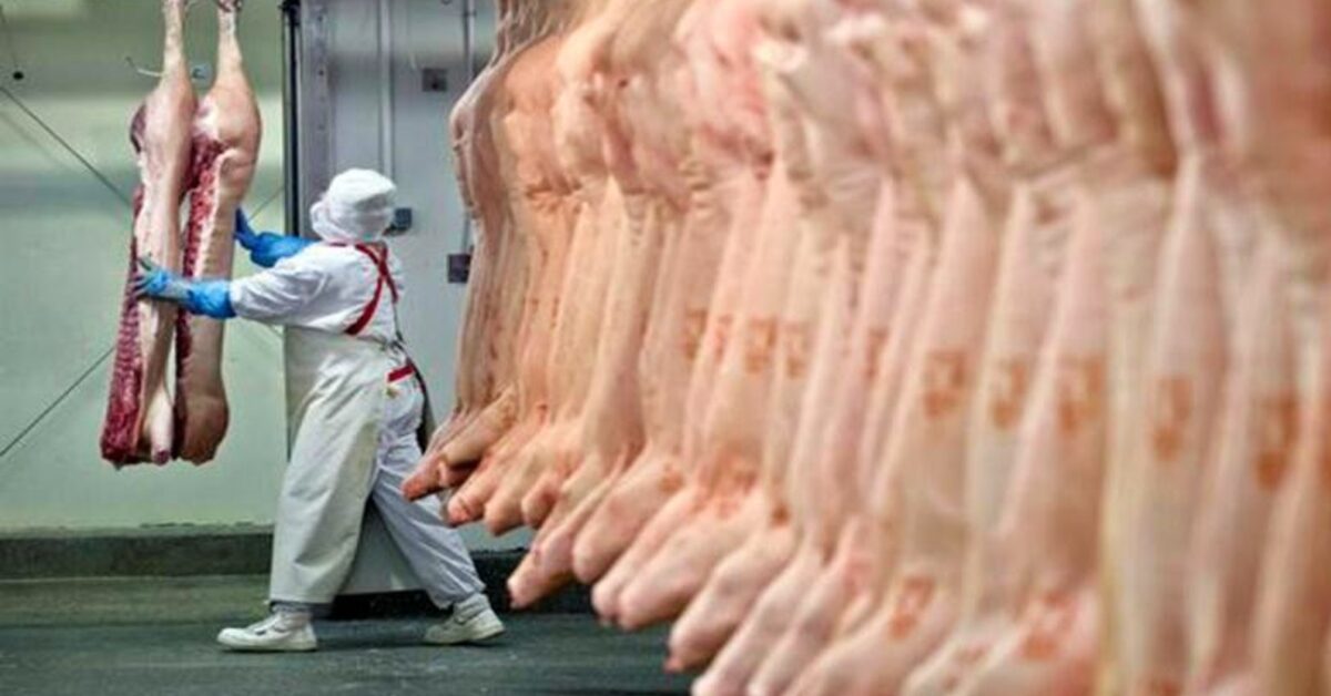 Suinocultura demonstra bons sinais para 2023