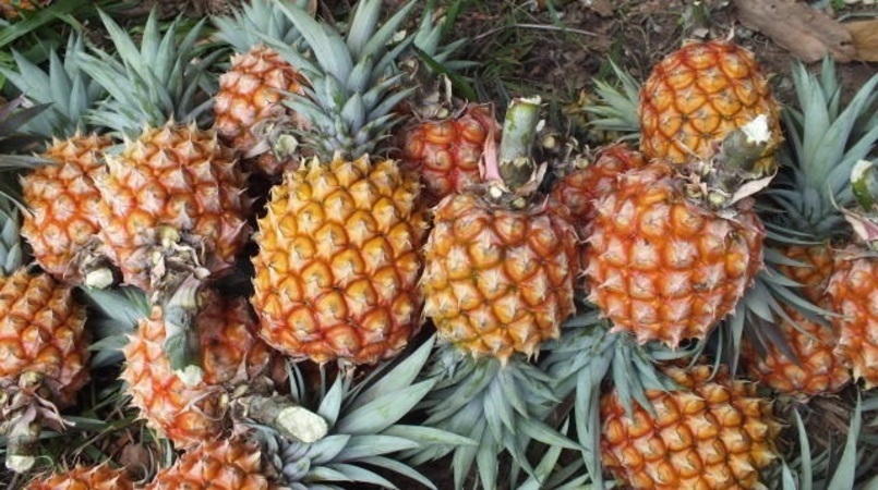 Abertas inscrições para o terceiro módulo do curso de Produção Integrada