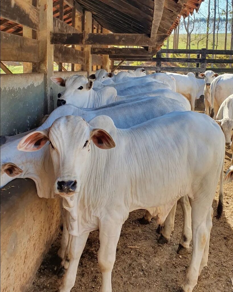 alto rendimento na pecuária