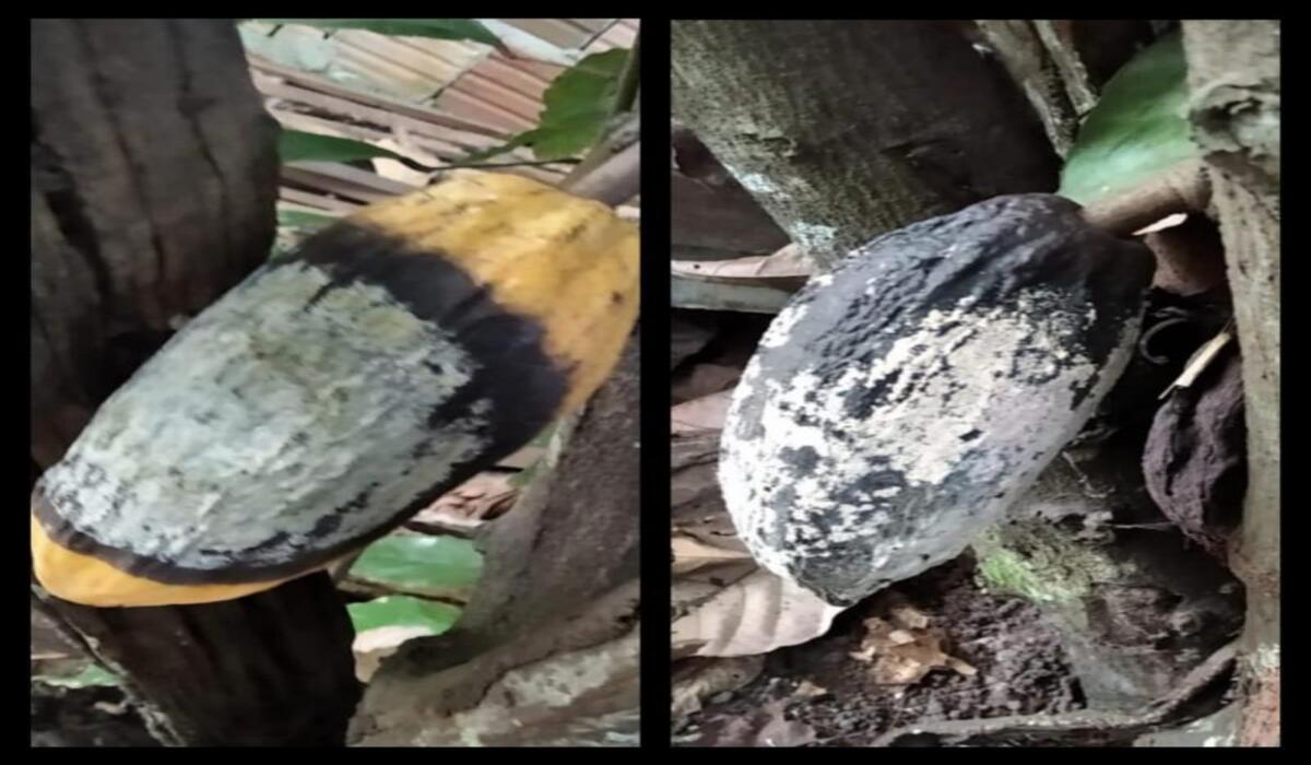 Amazonas em quarentena para conter monilíase