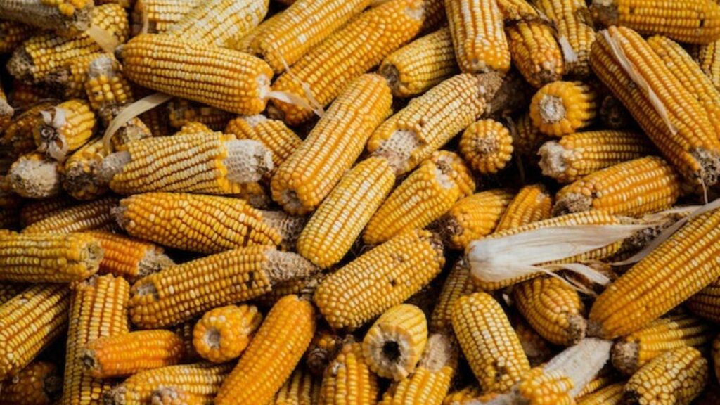 Bioinsumo pode reduzir em 25% nitrogênio na adubação de cobertura do milho