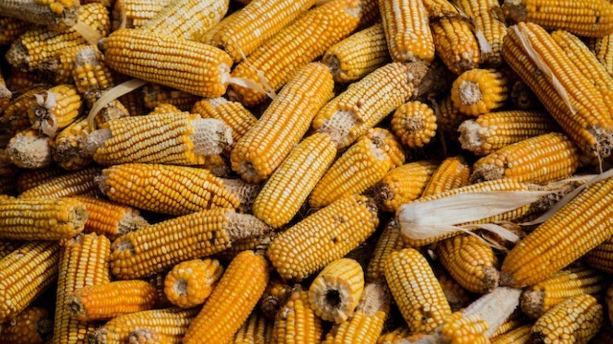 Bioinsumo pode reduzir em 25% nitrogênio na adubação de cobertura do milho