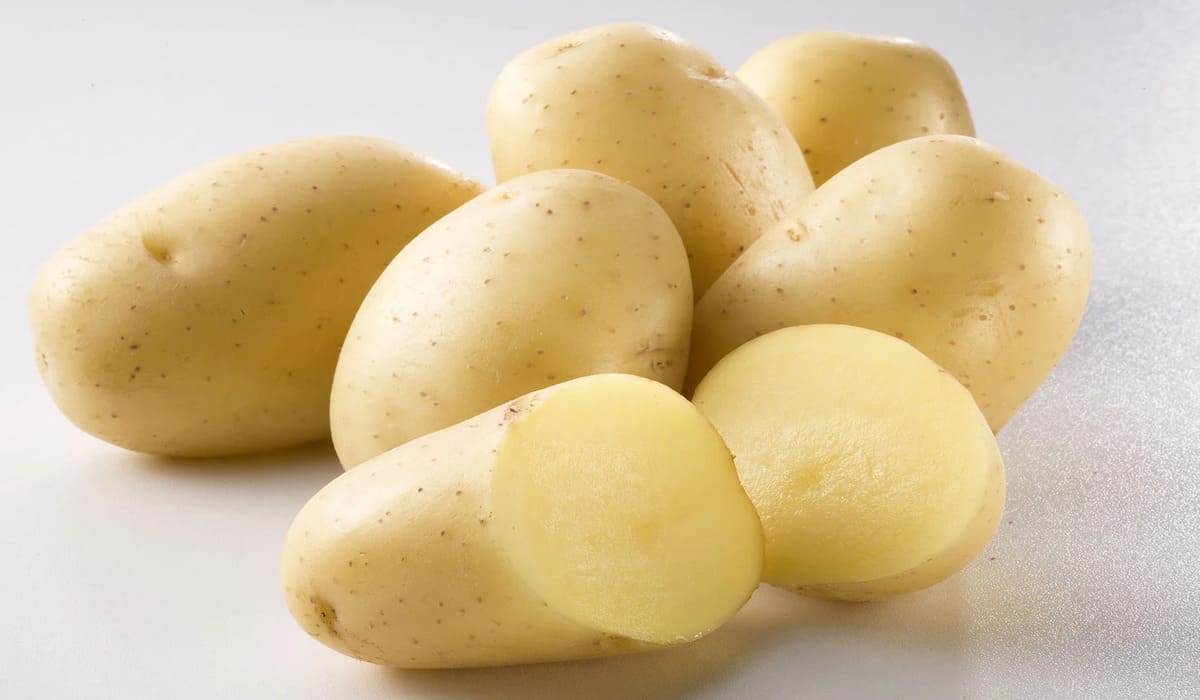Pesquisa desenvolve batata resistente a doenças foliares