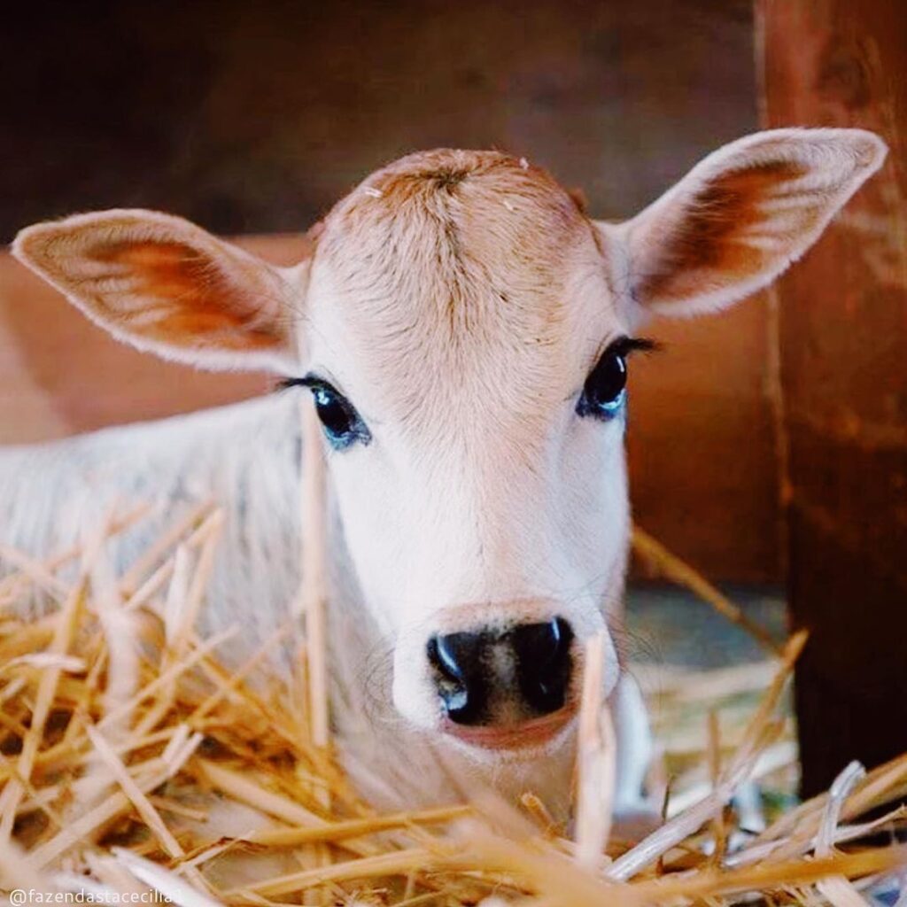 Bezerro gordo: o que oferecer do parto até os 8 meses 2 Estação de monta de gado com alta taxa de prenhez