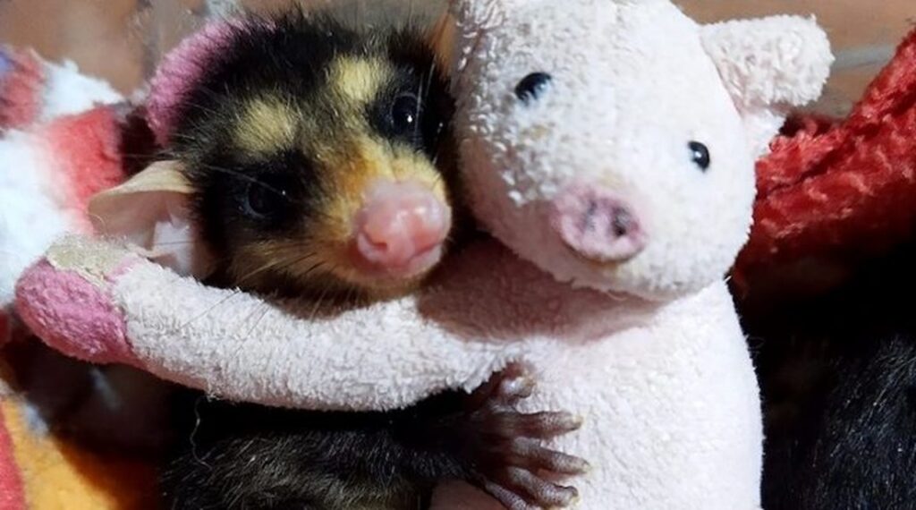 bichos de pelucia ajudam no acolhimento de animais que ficaram orfaos