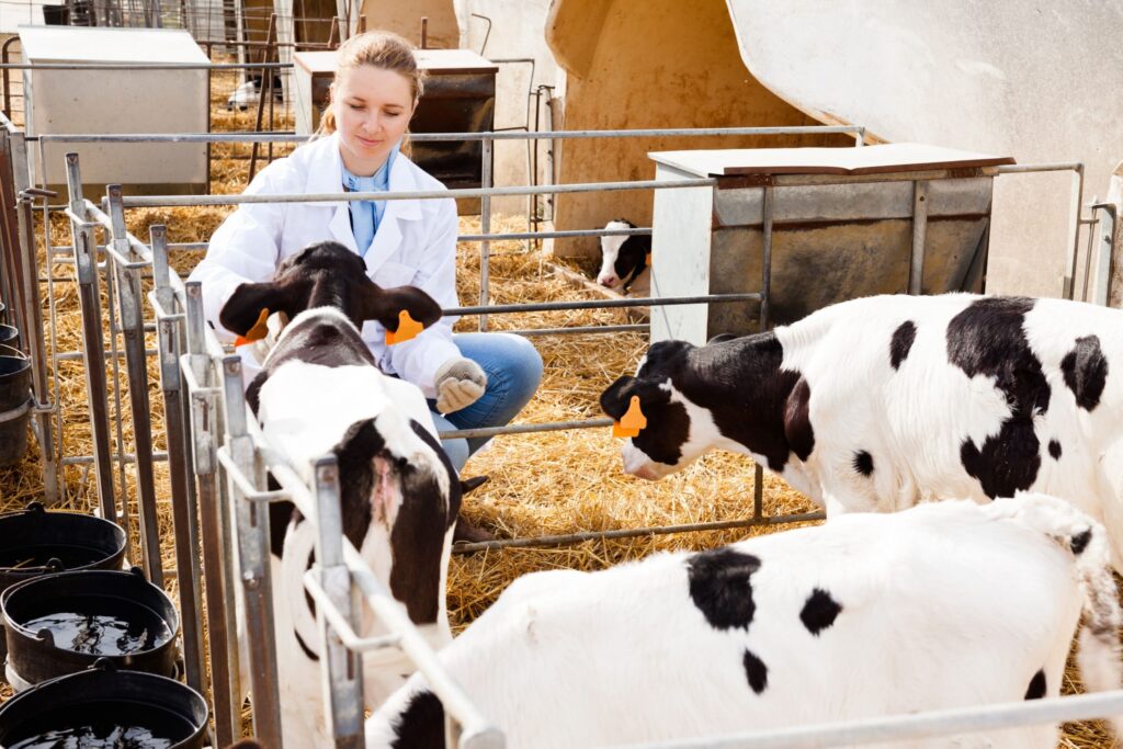 Gestão na pecuária de corte – Análise individual de bovinos ou análise em lotes – o que fazer pecuarista