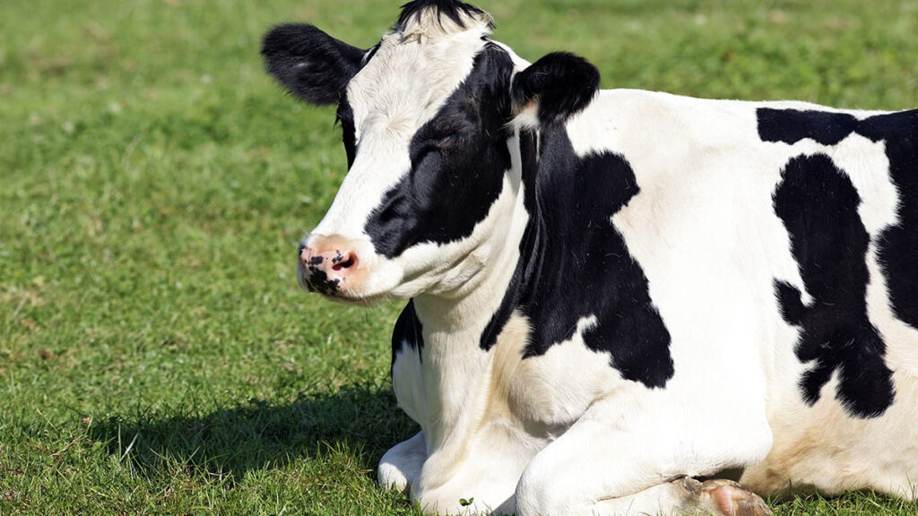 Marcação de animais a ferro quente pode ser proibida