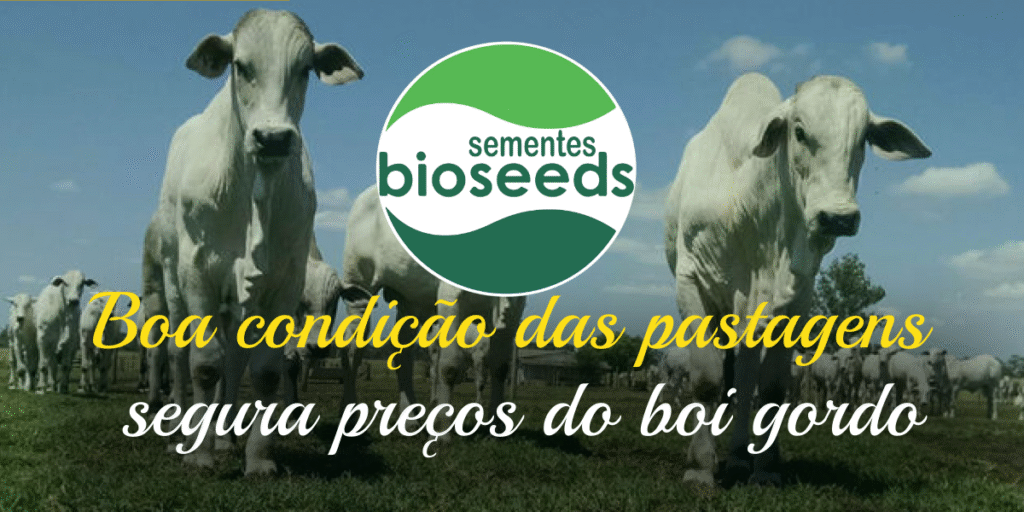 boa condicao das pastagens segura precos do boi gordo 1