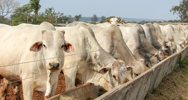 Arroba despenca mais 6% no Brasil em menos de 5 meses, com menor média desde 2019 – Money Times 1 Arroba despenca mais 6% no Brasil em menos de 5 meses, com menor média desde 2019 – Money Times