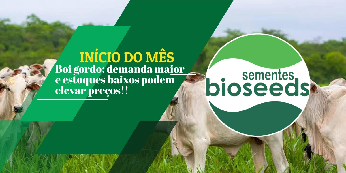 boi gordo demanda maior e estoques baixos podem elevar precos 1