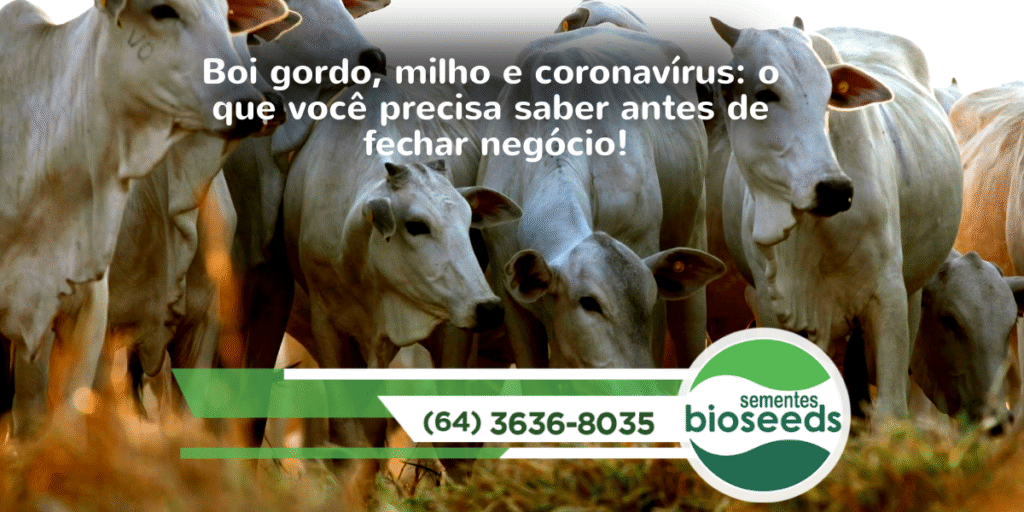 boi gordo milho e coronavirus o que voce precisa saber antes de fechar negocio