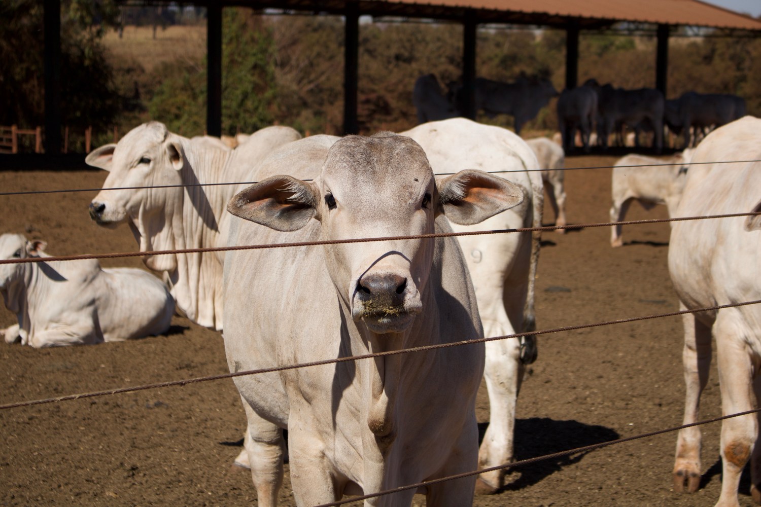 bovinos sao abandonados em estrada no noroeste do rs