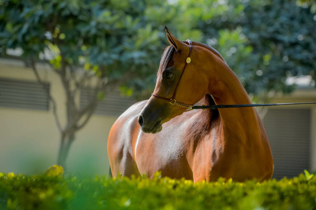 Catar e seus cavalos Árabes 2 Veja 4ª etapa Copa Brasil do Cavalo Árabe