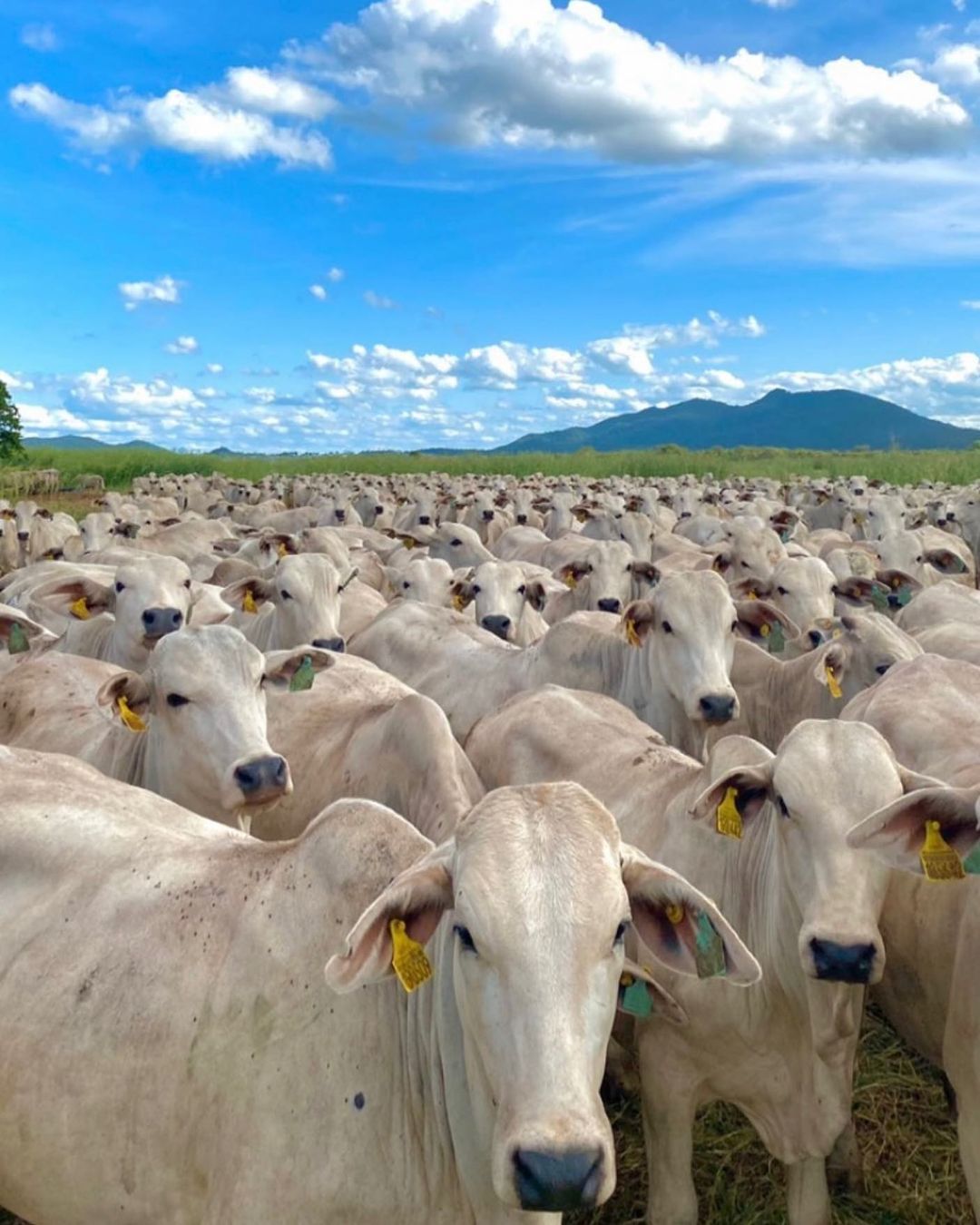 ciclo pecuario do gado de corte