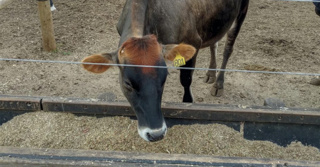 cinco empresas sao habilitadas para exportar polpa citrica para a china portal dbo