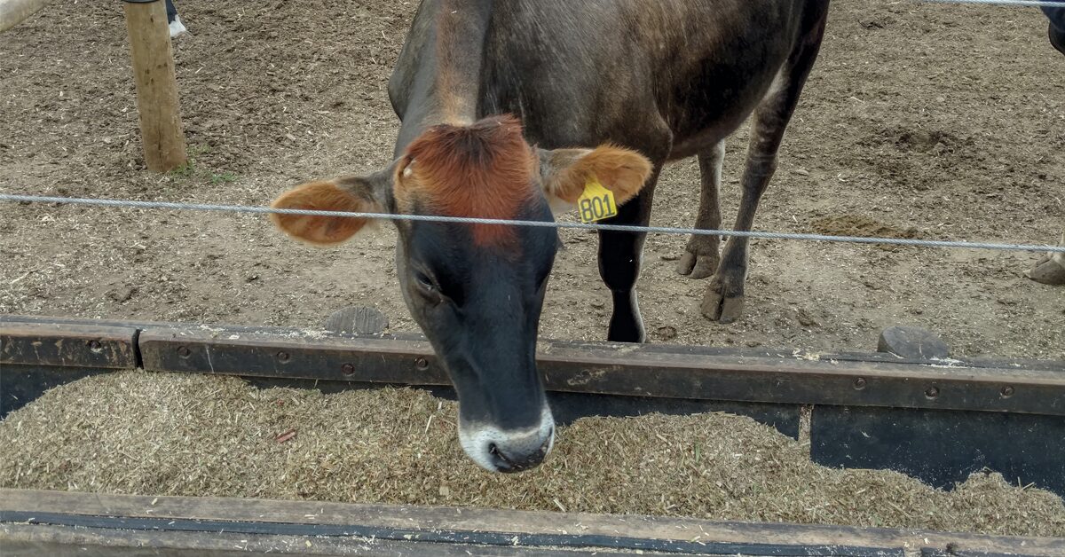 Cinco empresas são habilitadas para exportar polpa cítrica para a China • Portal DBO