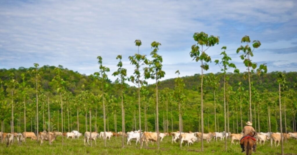 cna reafirma compromisso do agro com seguranca alimentar e sustentabilidade portal dbo