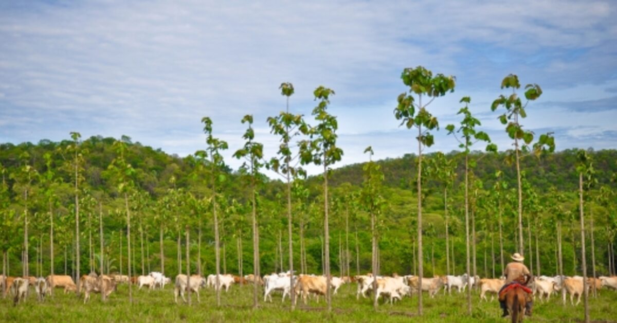 cna reafirma compromisso do agro com seguranca alimentar e sustentabilidade portal dbo