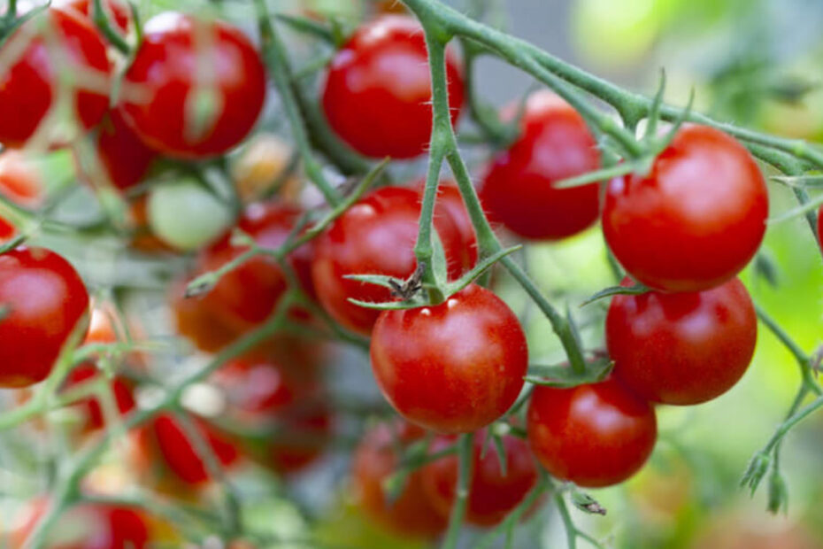Tomates podem ou não causar inflamação?