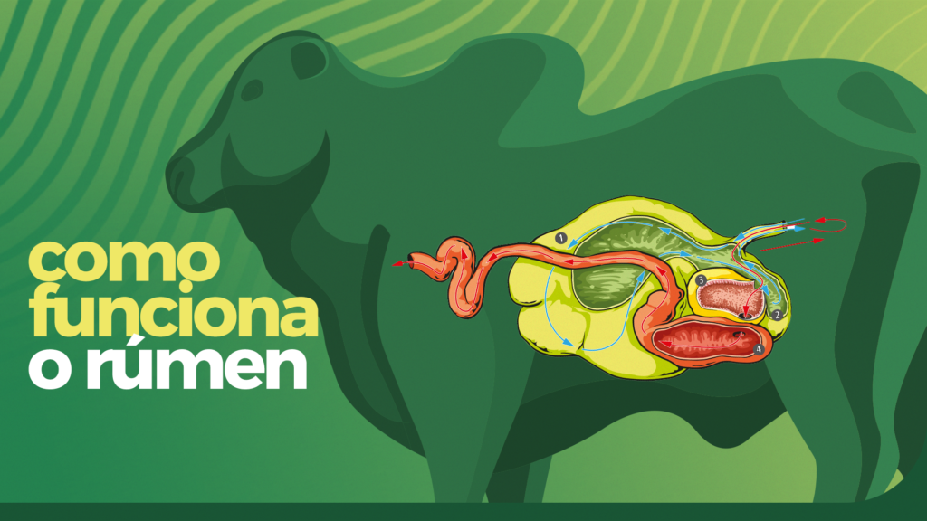 como funciona o rumen blog da agroceres multimix 1