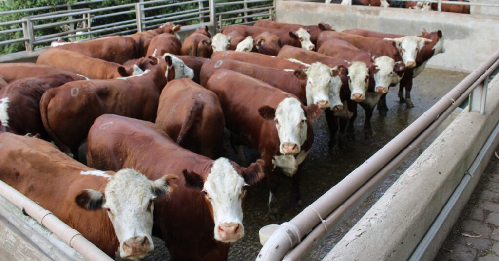 concurso de carcacas carne hereford envolveu 598 animais inscritos portal dbo