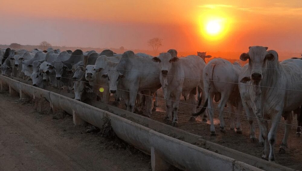 Medidas da China no setor de carne bovina