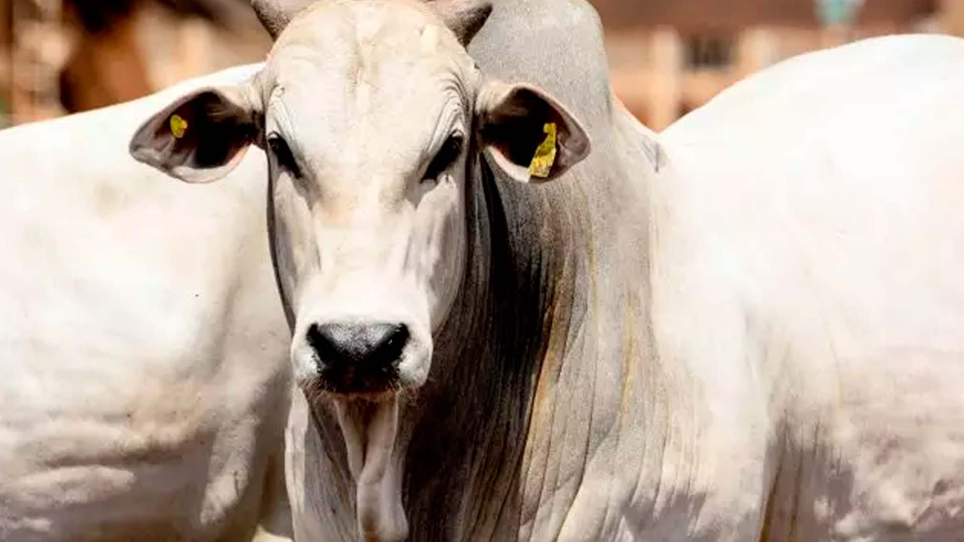 Confira mercado do boi gordo para essa semana