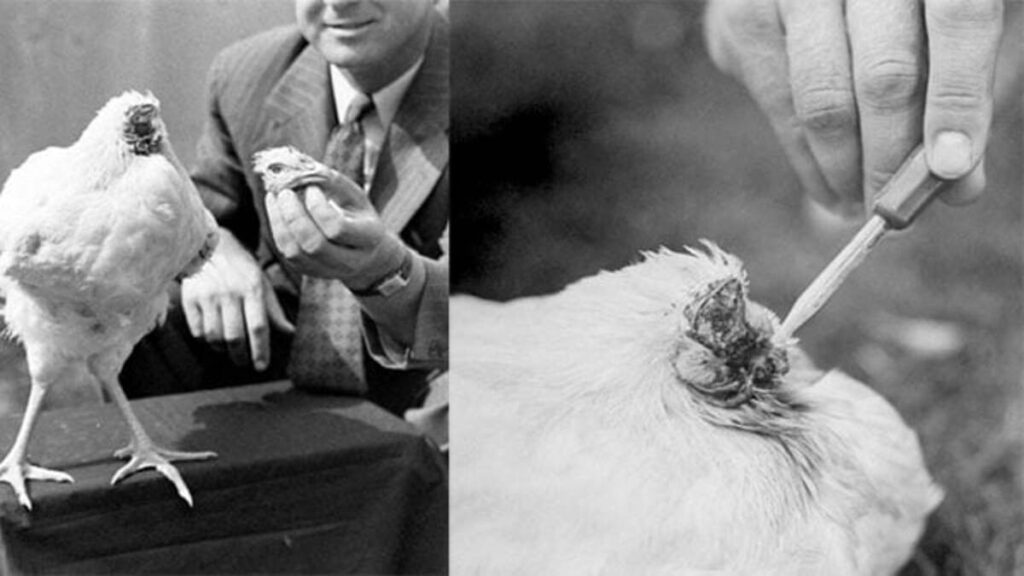 Conheça a história de Mike, o frango sem cabeça