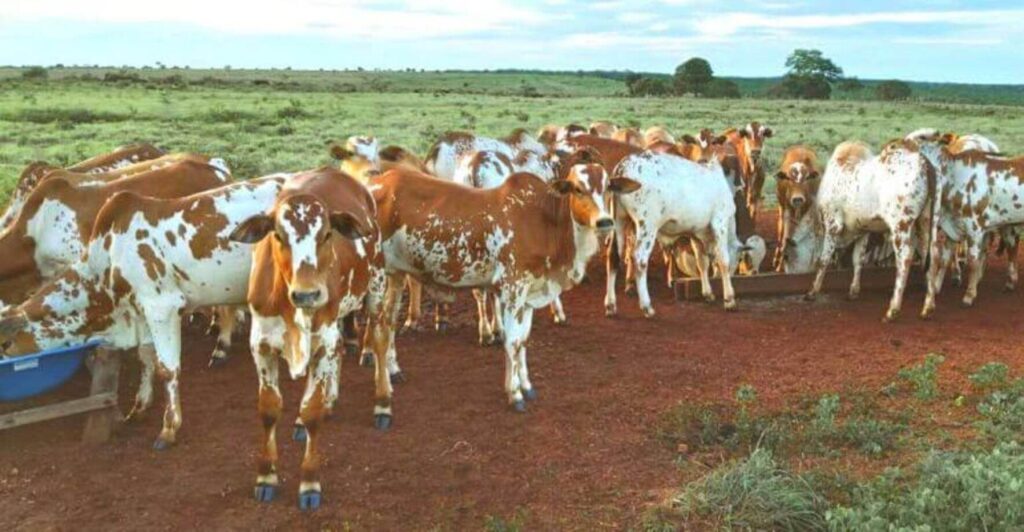 conheca as principais racas bovinas do brasil